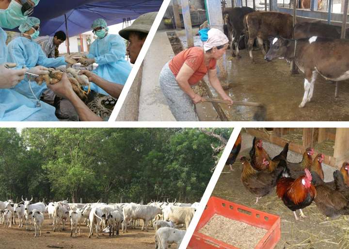 مزایای افزودن کربنات کلسیم به خوراک دام و طیور